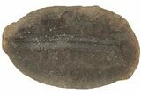 Fossil Fern (Pecopteris) Nodule Pos/Neg - Mazon Creek #184648-1